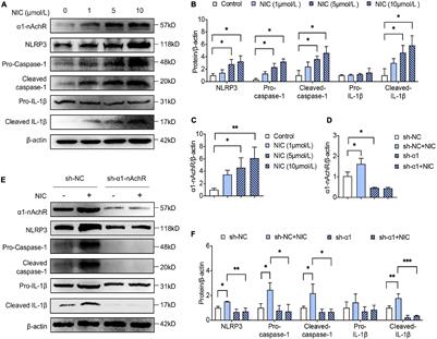 α1-nAchR-Mediated Signaling Through Lipid Raft Is Required for Nicotine-Induced NLRP3 Inflammasome Activation and Nicotine-Accelerated Atherosclerosis